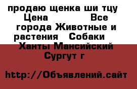 продаю щенка ши-тцу › Цена ­ 10 000 - Все города Животные и растения » Собаки   . Ханты-Мансийский,Сургут г.